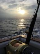 blacfin new caledonia's picture