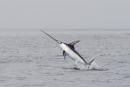 fishpacifico's picture